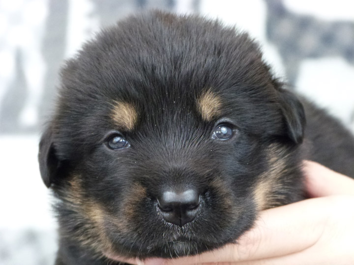 chinook puppy